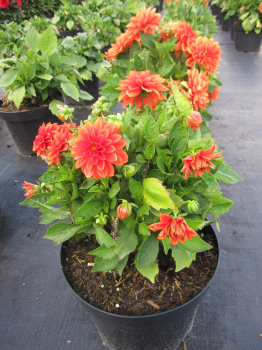 Dahlie Lubega ® Power Orange 4